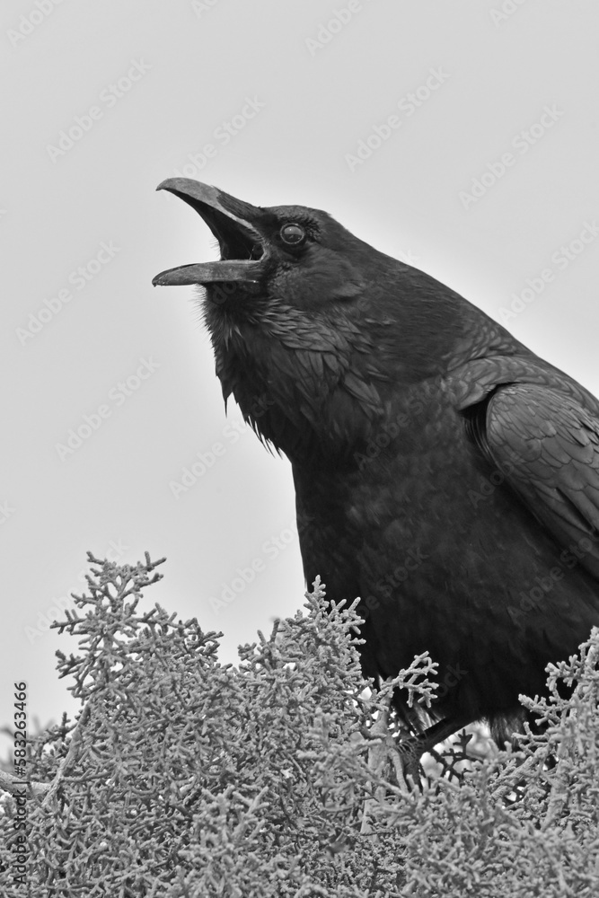 Sticker raven on a tree