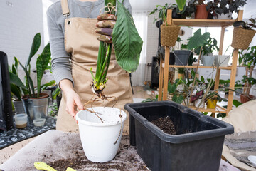 The earthen lump of a home potted plant is entwined with roots, the plant has outgrown the pot. The need for a plant replant. Transplanting and caring for a home plant, rhizome, root rot