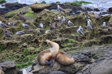Two female sea lions sleeping on top of a rock and view of Heermann's gulls on the background.