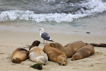 Six female sea lions and a pup laying on the seashore sand sleeping in La Jolla Cove in California.