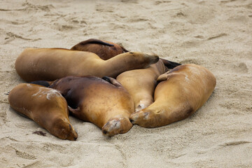 Six sea lions laying close to each other. sea lions sleeping together.