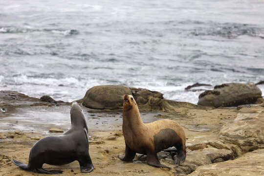 A male and a female sea lion talking to each other on a rocky area by the ocean in La Jolla, California. Female seal lion with a cut on her skin.