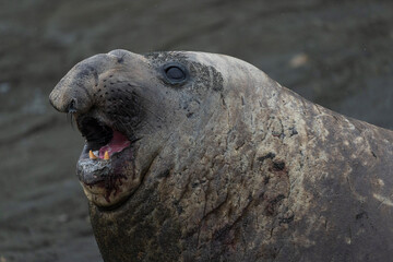 Fototapeta premium Elephant seal