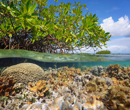 Mangrove tree in the sea with corals underwater, split view over and under water surface, Caribbean sea, Central America, Panama