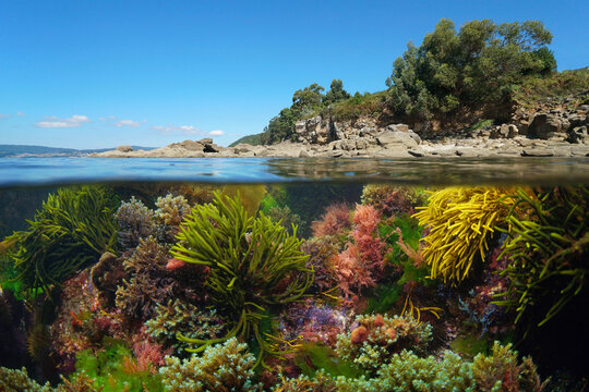 Seaweeds underwater and the coastline, Atlantic ocean, Spain, Galicia, split level view over and under water surface