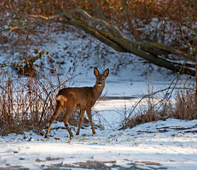 Deer in snow in Denmark.