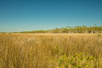 What is Florida sawgrass?
Image result for Florida Sawgrass
Sawgrass (Cladium jamaicense) is not a “true” grass, but actually a member of the sedge family, characterized by sharp teeth along the edges