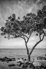 Tree Growing on a Seashore in Hawaii.