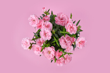Top view of pink Dianthus flowers on pink background
