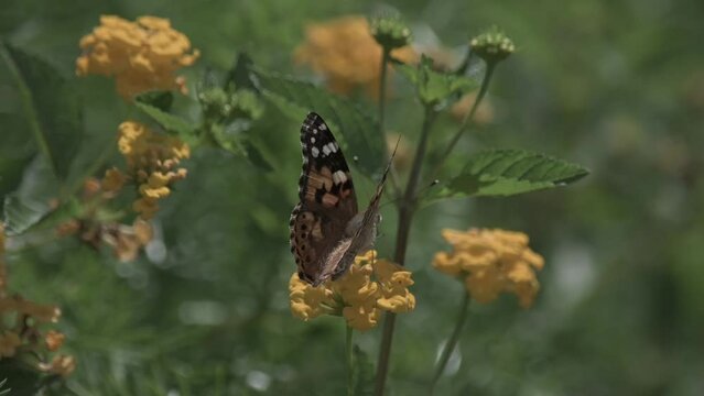 Painted Lady Butterfly collecting nectar from flowers macro 120P slow motion FLAT