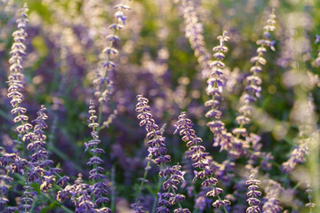 close up of lavender flowers