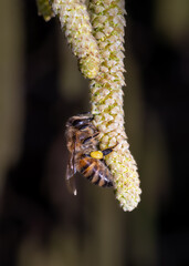 pszczoła miodna zbiera pyłek na kwitnącej leszczynie