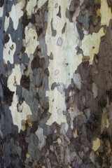Close view of the bark on a tree trunk