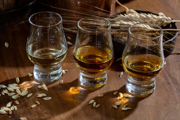 Small tasting glasses with aged Scotch whisky on old dark wooden vintage table with barley grains