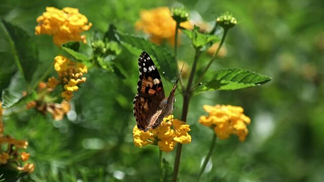 Painted Lady Butterfly collecting nectar from flowers macro 120P slow motion
