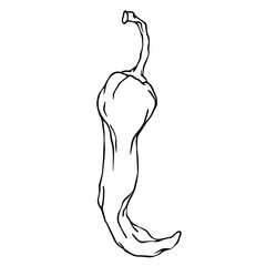 Botanical line sketch of hot mexican chili pepper.Vector graphic.	