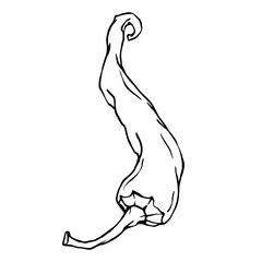 Botanical line sketch of hot mexican chili pepper.Vector graphic.	