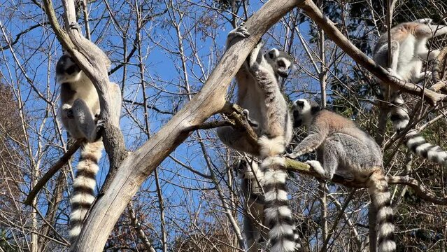 Ring-tailed lemur. Cute and funny lemurs against the blue sky. Stock video clip. 4K