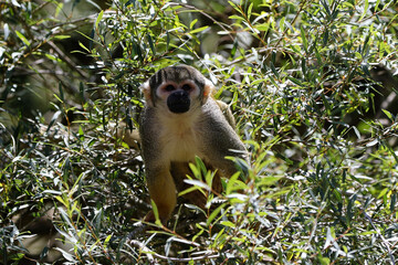 singe écureuil aux couleurs blanches et grises dans un arbre luxuriant regardant sa proie et...