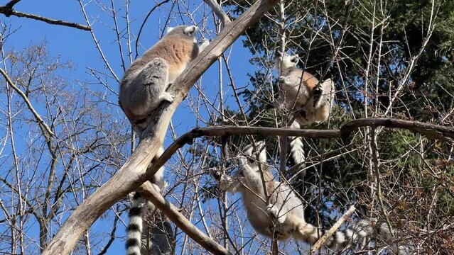 Ring-tailed lemur. Cute and funny lemurs against the blue sky. Stock video clip. 4K