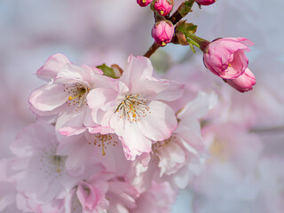 Closeup of pink prunus flower blooming on light bokeh tree and sky background in spring in Ireland