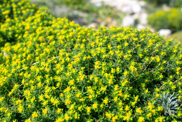 Very little yellow flowers In the countryside of Malta