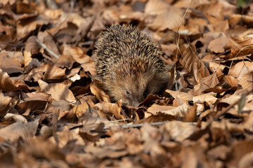 close-up of a small hedgehog in early spring, on dry brown beech leaves in autum colors. blurred...