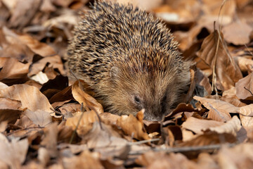 close-up of a small hedgehog in early spring, on dry brown beech leaves in autum colors. blurred background, blurred foreground