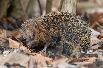 close-up of a small hedgehog in early spring, on dry brown beech leaves in autum colors. blurred background, blurred foreground
