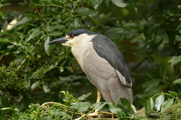 Black-crowned Night-heron