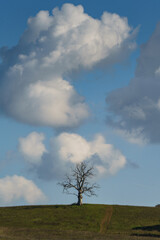Lonealy dead tree with cloud