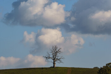 Lonealy dead tree with cloud