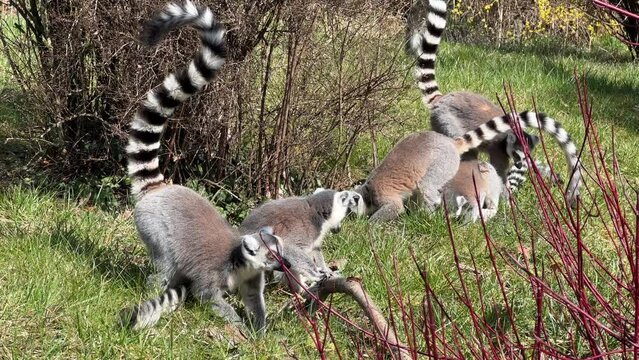 The cute and funny ring-tailed lemur. Stock video clip. 4K
