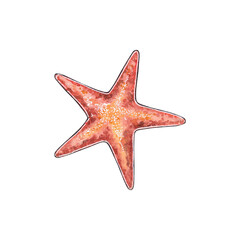 Sea star isolated on white background. Red starfish. Watercolor hand drawn illustration for clipart. For decoration of children's parties, baby shower in a marine and pirate style.