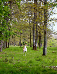 jolie daims dans une forêt vert