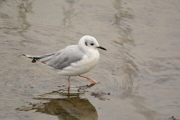 Bonaparte's Gull in winter plumage