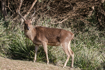 Feral Javan Rusa Deer in the Royal National Park, Sydney Australia