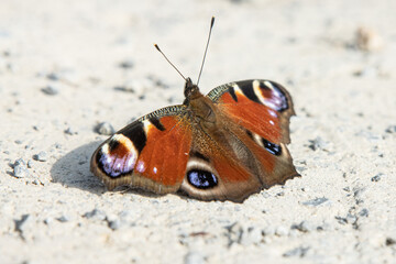 The Aglais Io butterfly, also known as the Peacock butterfly, rests on the ground with its colorful wings spread open. The intricate patterns on its vibrant wings creating contrast against  background