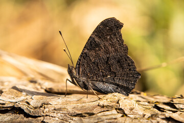 This stunning photograph of an Aglais Io butterfly captures it in side profile, showcasing its dark wings  against a softly blurred background, creating a serene and beautiful nature scene.