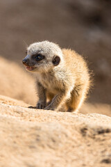 Erdmännchenjunges