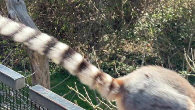 The cute and funny ring-tailed lemur. Stock video clip. 4K
