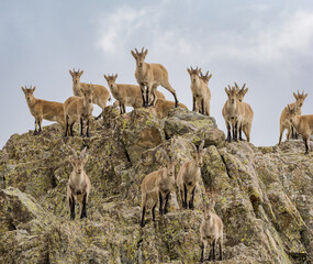 Manada de cabras montesas en Guadarrama