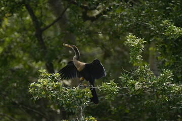 Anhinga on a tree in florida