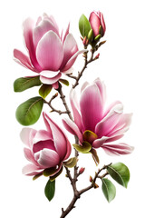 Pink magnolia blossoms with green leaves on white background. Spring flowers