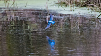 Kingfisher 3