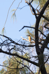 View of sacred kingfisher bird
