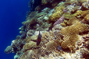 View of coral reef