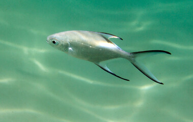 A photo of Carangoides  tropical fish