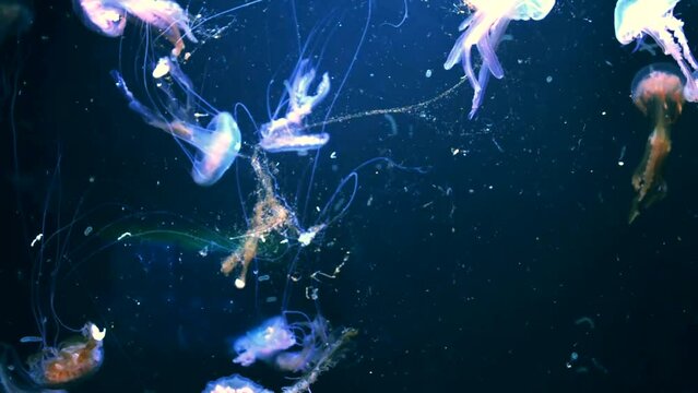 Jellyfishes under water. Jellyfishes under water. Barcelona,