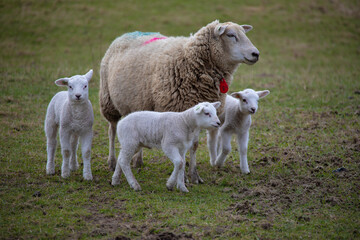 Spring lambs. Sheep in field with its newborn lambs